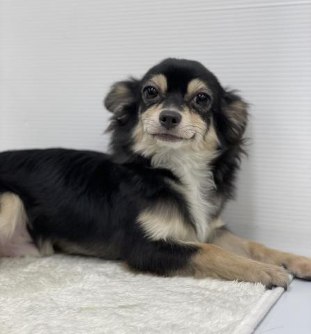 和歌山県のチワワ(ロング) (ペットアミ 那賀店/2025年6月5日生まれ/男の子/ブラックタン)の子犬