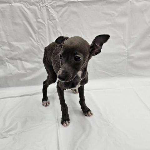 大阪府のイタリアングレーハウンド (NICO PET Select 和泉中央店/2025年9月6日生まれ/女の子/ブルーホワイト)の子犬の2枚目の画像