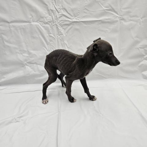 大阪府のイタリアングレーハウンド (NICO PET Select 和泉中央店/2025年9月6日生まれ/女の子/ブルーホワイト)の子犬の4枚目の画像