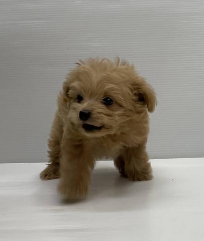 和歌山県のハーフ犬・ミックス犬 (ペットアミ 岩出店/2025年10月4日生まれ/男の子/クリーム)の子犬の2枚目の画像