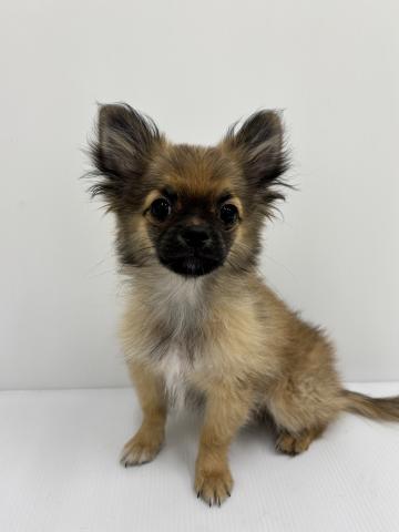 MIXチワワ×パグ×ポメラニアン