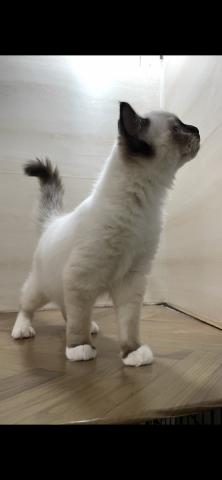 和歌山県のラグドール (ペットアミ 和歌山インター店/2025年8月2日生まれ/男の子/シールポイントシテッド)の子猫の3枚目の画像