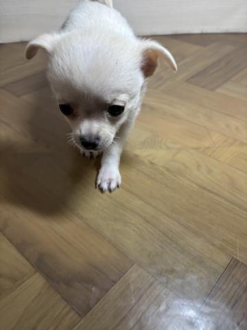 ハーフ（ポメラニアン×Sチワワ）