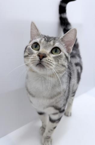 和歌山県のアメリカンショートヘアー (ペットアミ 紀ノ川店/2025年2月16日生まれ/男の子/シルバータビー)の子猫