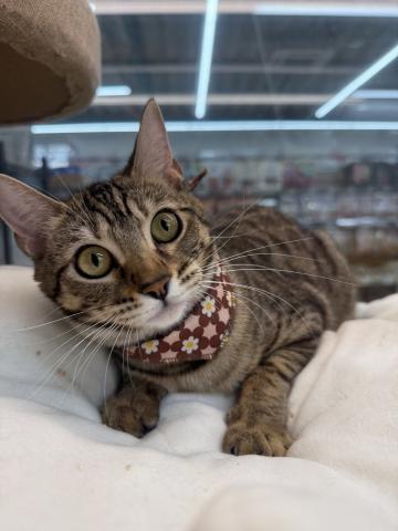 三重県のベンガル (ペットアミ 松阪店/2025年3月1日生まれ/女の子/ブラウンスポットタビー)の子猫の3枚目の画像