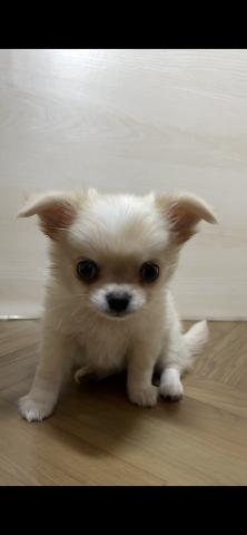 チワワ（ロングコート）