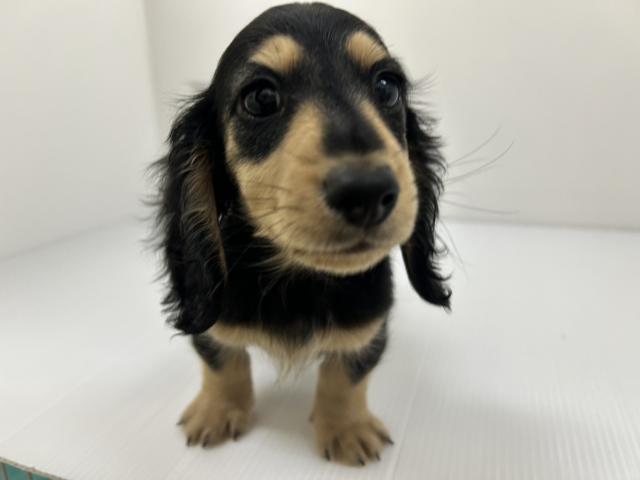 ミニチュアダックスフンド