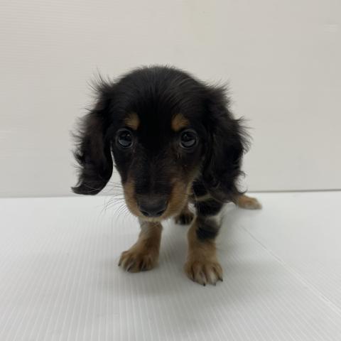 ミニチュアダックスフンド