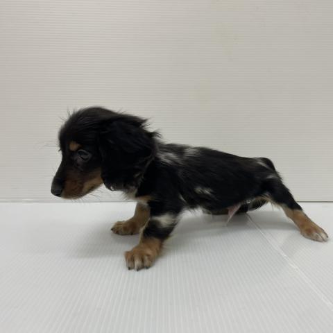 ミニチュアダックスフンド