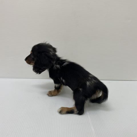 ミニチュアダックスフンド