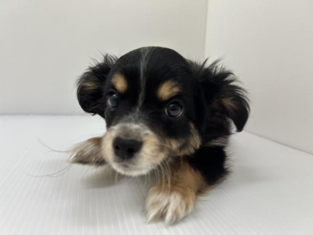 MIXチワワ×パピヨン