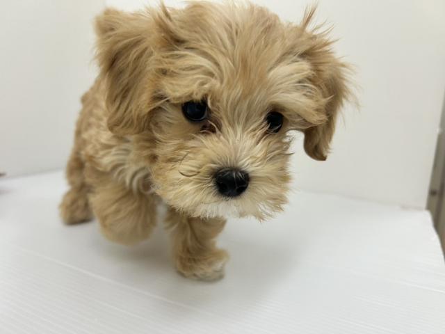 MIXマルチーズ×プードル