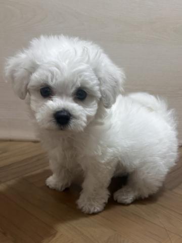 ビションフリーゼ