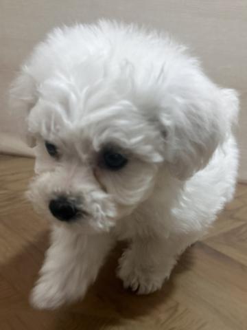 ビションフリーゼ