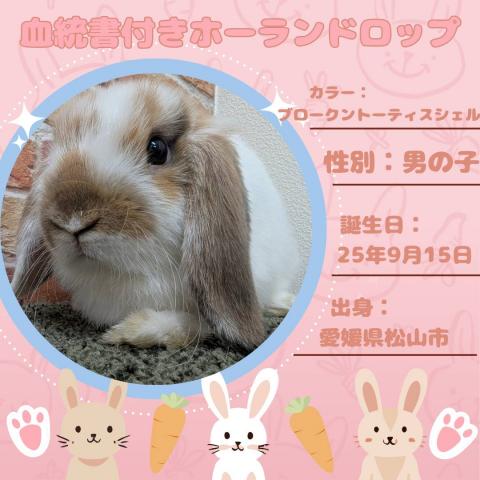 ブロークントーティスシェル