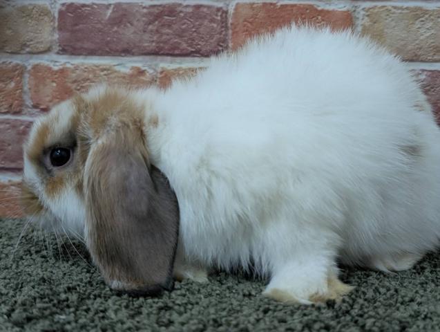 ブロークントーティスシェル