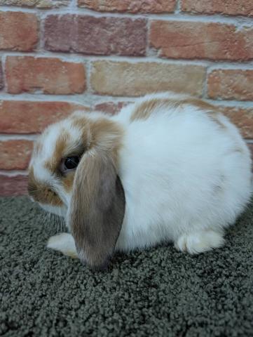 ブロークントーティスシェル