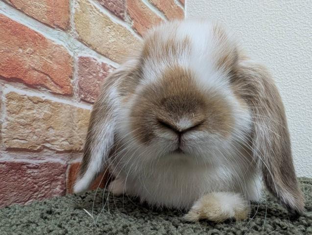 ブロークントーティスシェル