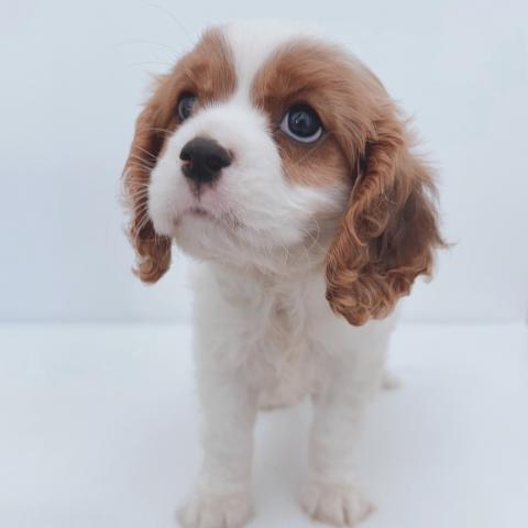 新潟県のキャバリアキングチャールズスパニエル (ペットアミ 新津店/2025年8月9日生まれ/男の子/ブレンハイム)の子犬の2枚目の画像