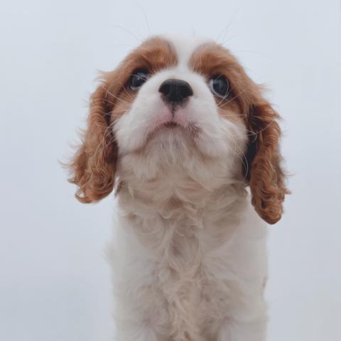 新潟県のキャバリアキングチャールズスパニエル (ペットアミ 新津店/2025年8月9日生まれ/男の子/ブレンハイム)の子犬の4枚目の画像