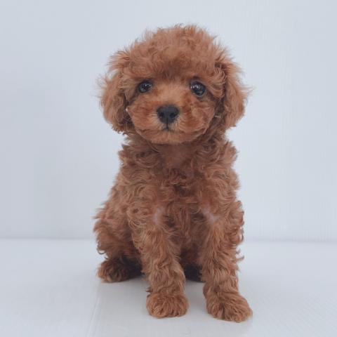 新潟県のトイプードル(トイ) (ペットアミ 新津店/2025年7月26日生まれ/男の子/レッド)の子犬の3枚目の画像