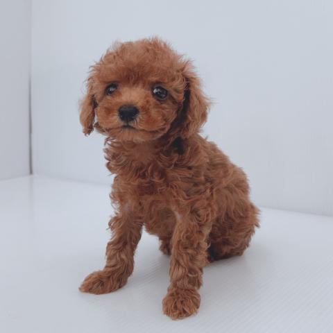 新潟県のトイプードル(トイ) (ペットアミ 新津店/2025年7月26日生まれ/男の子/レッド)の子犬の4枚目の画像