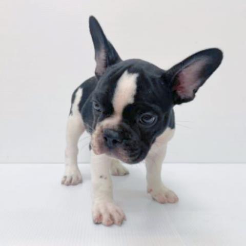 新潟県のフレンチブルドッグ (ペットアミ 新津店/2025年7月19日生まれ/男の子/バイド)の子犬の2枚目の画像