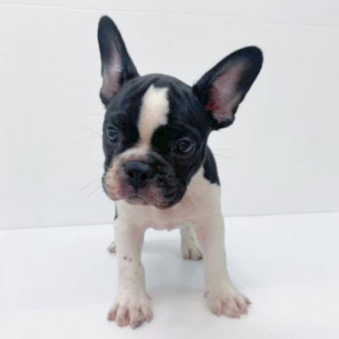 新潟県のフレンチブルドッグ (ペットアミ 新津店/2025年7月19日生まれ/男の子/バイド)の子犬の3枚目の画像