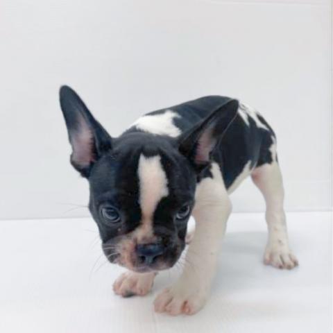 新潟県のフレンチブルドッグ (ペットアミ 新津店/2025年7月19日生まれ/男の子/バイド)の子犬の4枚目の画像