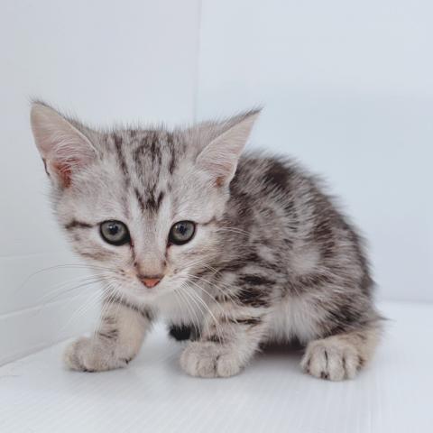 新潟県のアメリカンショートヘアー (ペットアミ 新津店/2025年6月7日生まれ/男の子/シルバータビー)の子猫の2枚目の画像