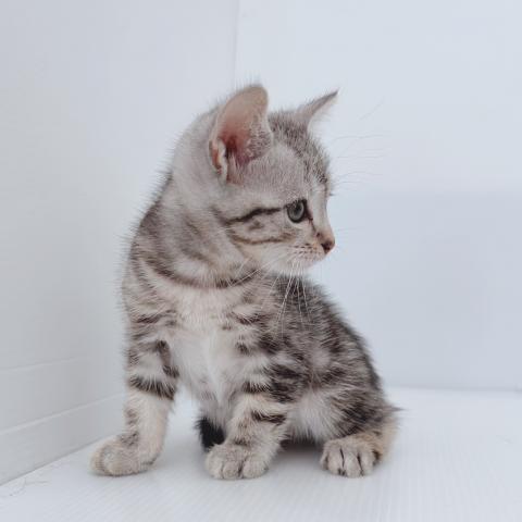 新潟県のアメリカンショートヘアー (ペットアミ 新津店/2025年6月7日生まれ/男の子/シルバータビー)の子猫の3枚目の画像