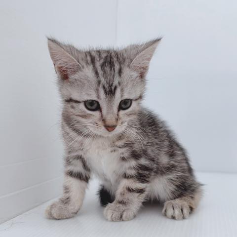 新潟県のアメリカンショートヘアー (ペットアミ 新津店/2025年6月7日生まれ/男の子/シルバータビー)の子猫の4枚目の画像