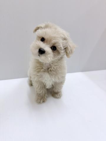 和歌山県のMIXマルチーズ×トイプードル (ペットアミ 紀ノ川店/2025年10月12日生まれ/男の子/アプリコット)の子犬