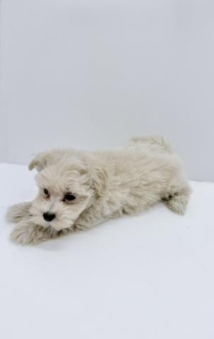 和歌山県のMIXマルチーズ×トイプードル (ペットアミ 紀ノ川店/2025年10月12日生まれ/男の子/アプリコット)の子犬の2枚目の画像