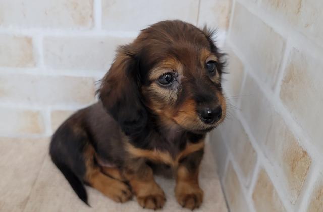 秋田県のミニチュアダックスフンド(ロング) (ペットアミ 大曲店/2025年7月4日生まれ/女の子/レッド)の子犬の1枚目の画像