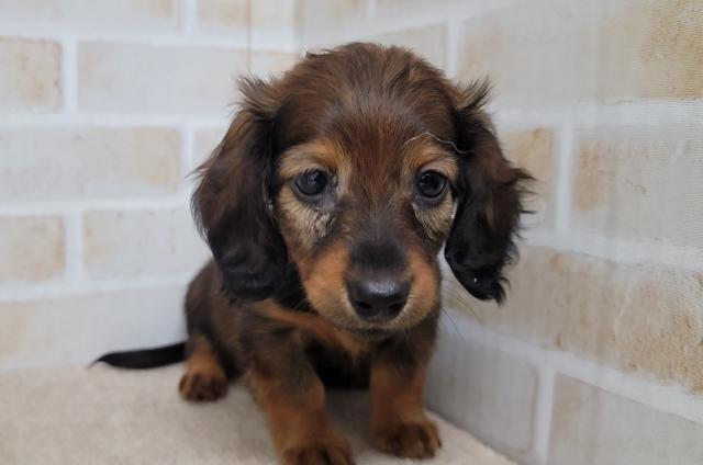 秋田県のミニチュアダックスフンド(ロング) (ペットアミ 大曲店/2025年7月4日生まれ/女の子/レッド)の子犬の2枚目の画像