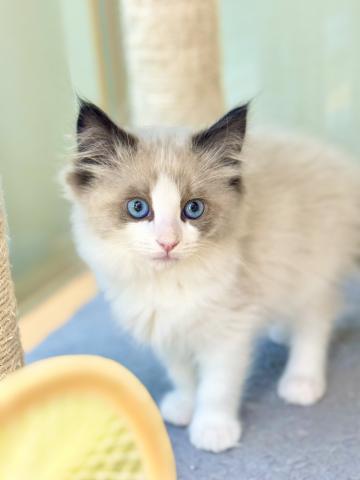 新潟県のラグドール (ペットアミ 柏崎店/2025年9月29日生まれ/女の子/シルバーポイントカラー)の子猫の1枚目の画像