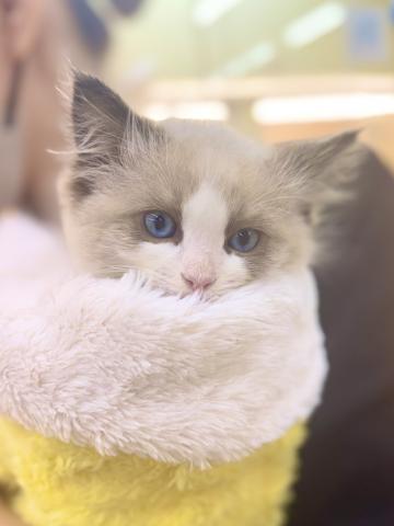 新潟県のラグドール (ペットアミ 柏崎店/2025年9月29日生まれ/女の子/シルバーポイントカラー)の子猫の4枚目の画像