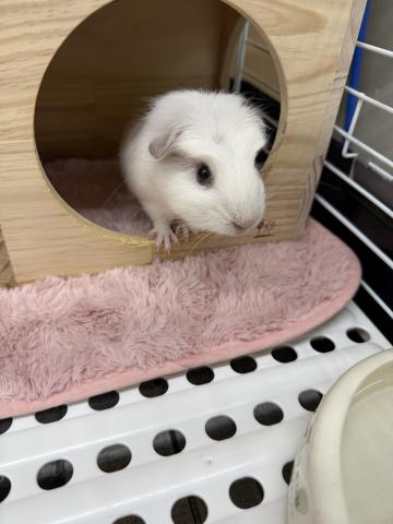 クレステッドモルモット