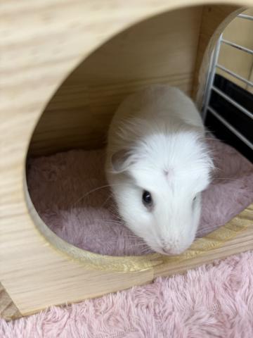 クレステッドモルモット