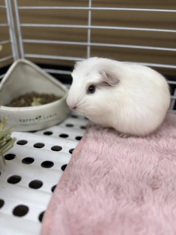 クレステッドモルモット