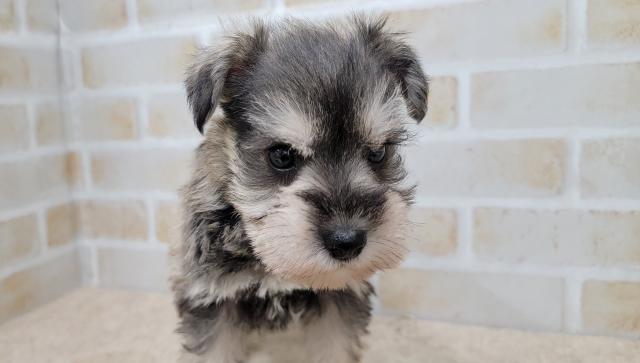 ミニチュアシュナウザー