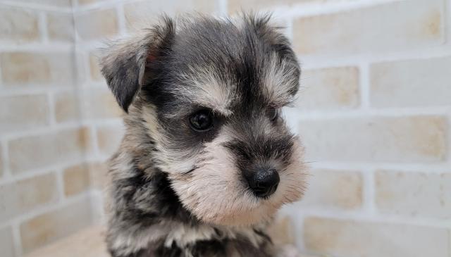 ミニチュアシュナウザー