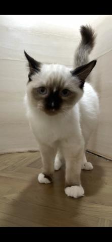 和歌山県のラグドール (ペットアミ 和歌山インター店/2025年8月2日生まれ/男の子/シールポイントシテッド)の子猫の1枚目の画像