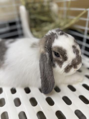 ホーランドロップ