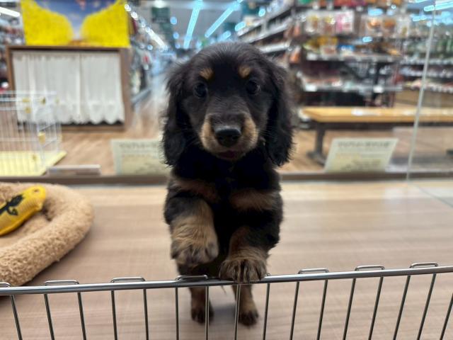 埼玉県のミニチュアダックスフンド(ロング) (ペッツワン 川島店/2025年9月26日生まれ/男の子/ブラックタン)の子犬の1枚目の画像