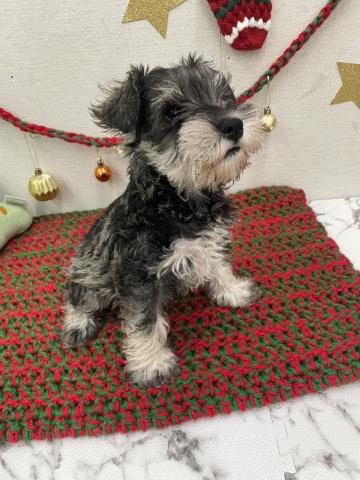 ミニチュアシュナウザー