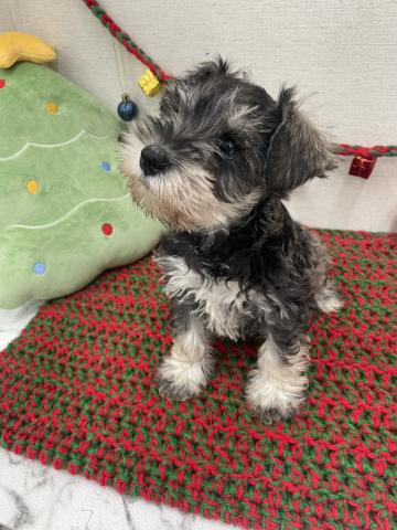 ミニチュアシュナウザー