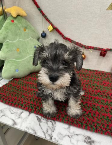 ミニチュアシュナウザー