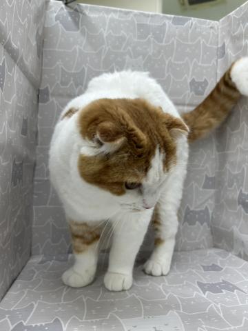 富山県のスコティッシュフォールド (ペットアミ宮野店/2025年7月6日生まれ/男の子/レッドタビーホワイト)の子猫の2枚目の画像
